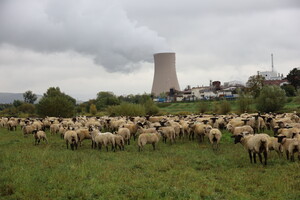 Schafe an der Weser vor AKW Grohnde