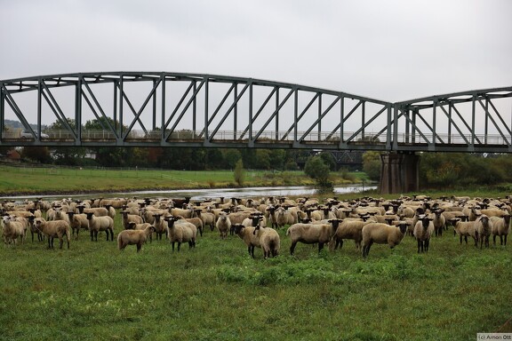Schafe an der Weser