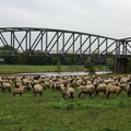 Schafe an der Weser