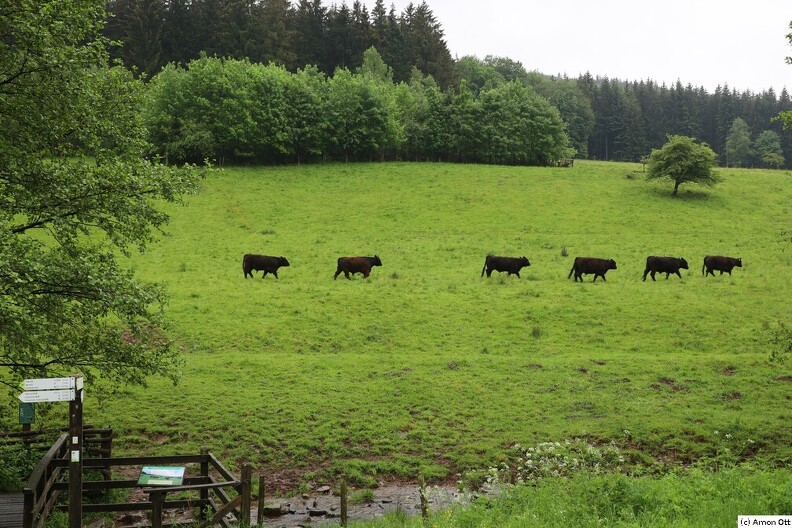 Jungbullen am Hellenbach