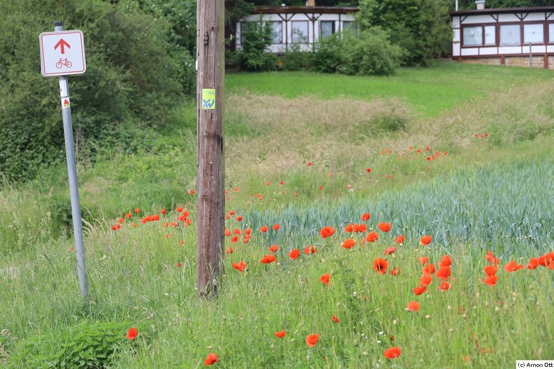 Randblüten bei Lüntorf