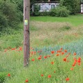 Randblüten bei Lüntorf