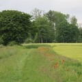 Feldmohn